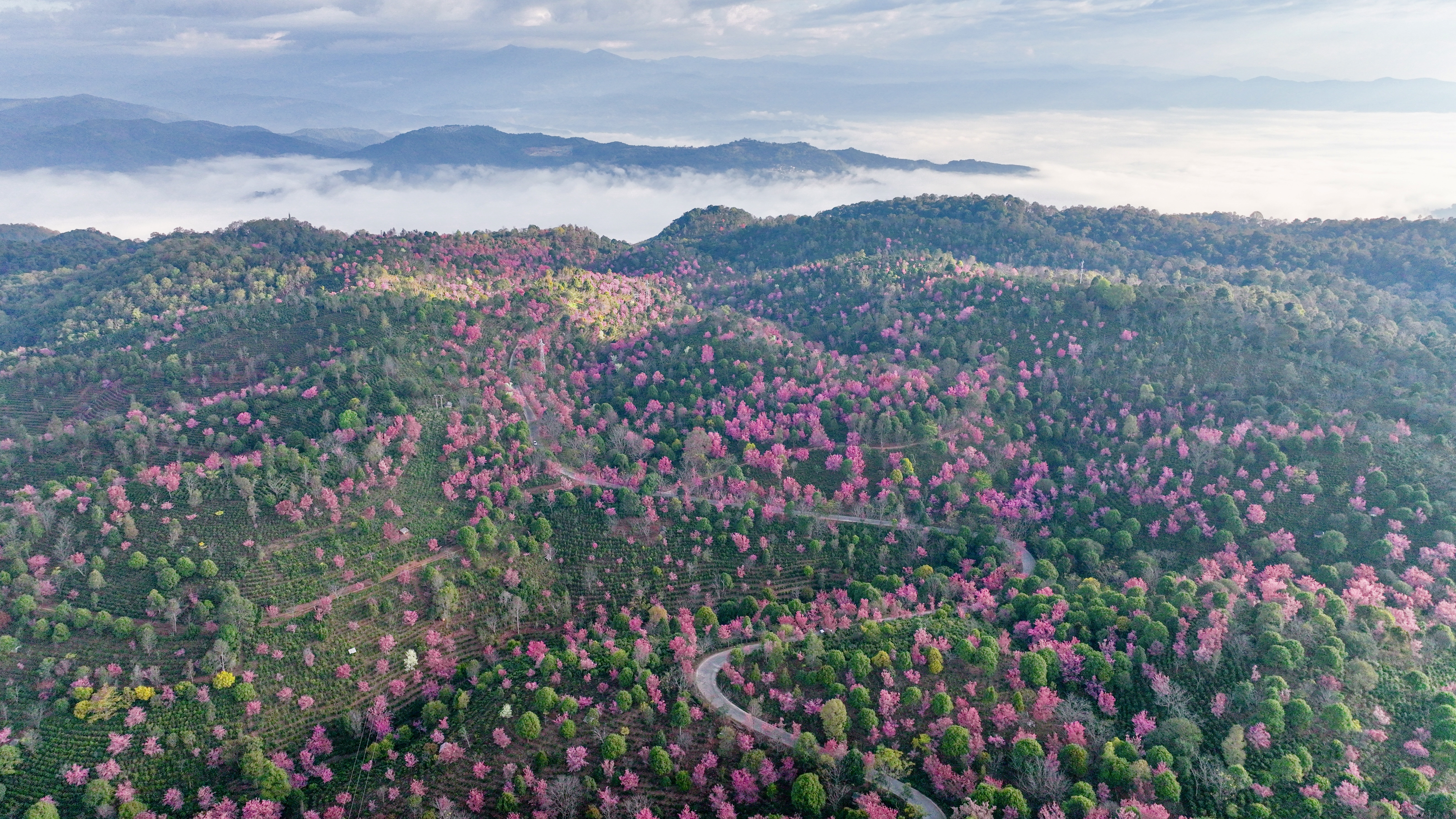 千年茶脉续新章：景迈山以世遗赋能茶旅融合 绘就乡村振兴新画卷